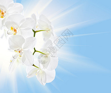 白兰花花瓣热带温泉花园兰花植物叶子植物群花束植物学图片