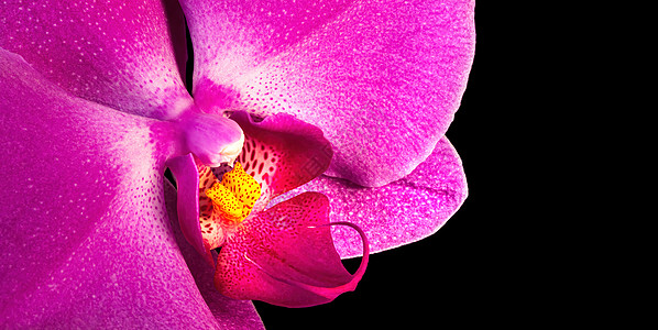 粉色紫花兰花墙纸边界植物宏观花束天空情调温泉热带植物学背景图片
