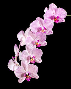 兰花植物群花瓣植物情调温泉宏观异国紫色植物学浪漫图片