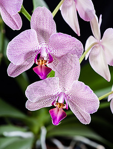 兰花紫色植物群温泉植物学浪漫异国植物花瓣宏观情调图片