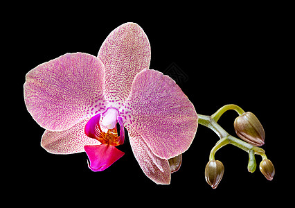 兰花异国花园情调热带植物群植物浪漫花瓣宏观紫色背景图片