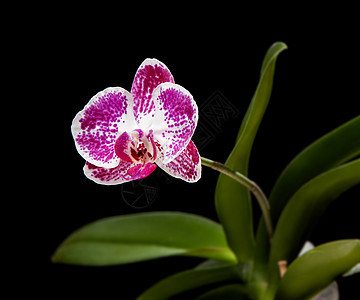 粉红和白兰花植物群异国热带植物学花园紫色兰花花瓣浪漫温泉图片