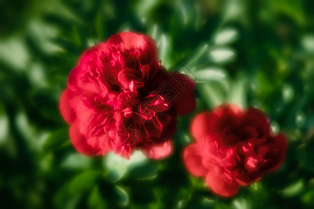 花园里有红袜子草地园艺植物群卡片花朵植物牡丹玫瑰植物学太阳图片