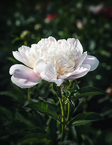 花园中的牡丹植物生日花朵宏观植物群叶子背景草地园艺玫瑰图片