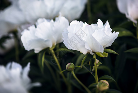 盛开的白牡丹的柔焦图像草地背景牡丹花朵衬套植物学花瓣卡片植物脆弱性图片