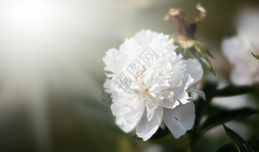 花园里盛开的花瓣植物学牡丹玫瑰背景美丽花朵草地植物植物群宏观图片