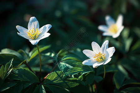 第一春花宏观生活叶子植物荒野森林蔬菜城市植物群野花图片