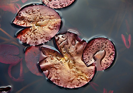 水百合自然植物群反射水滴荷花液体花园植物池塘植物学图片