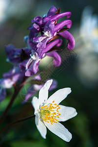 第一春花公园叶子季节草地生活荒野花瓣野花木头植物群图片