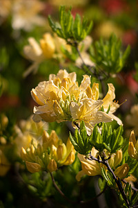 Azaleas花朵红色植物群宏观花园园艺叶子自然景观植物学公园紫色图片