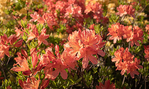 Bush 精细的橙色阿扎莉花朵衬套园艺紫色植物植物群植物学自然景观叶子公园红色图片