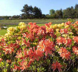 Bush 精细的橙色阿扎莉花朵红色植物群园艺自然景观花园叶子紫色植物公园衬套图片
