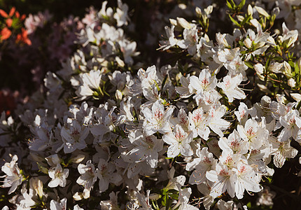 白色的阿扎莉亚花朵公园自然景观植物学衬套植物群花园园艺紫色植物宏观图片