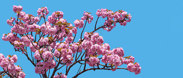 樱桃树 布满了日本樱桃树花园季节公园花瓣植物旅行树木樱花天空植物群图片