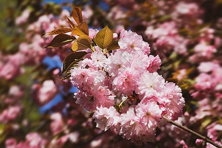 美丽的粉红樱花花植物天空植物群植物学花瓣花园季节宏观花朵樱花图片