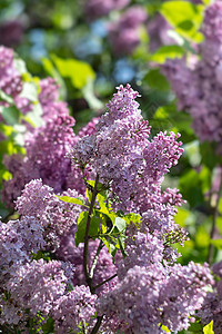 紫色圆柱的开花枝植物学植物群宏观灌木灌木丛园艺生长季节紫丁香衬套图片