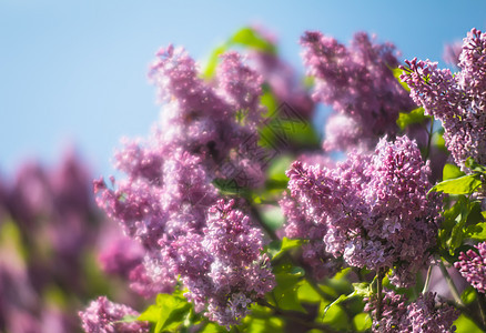 紫色圆柱的开花枝季节园艺生长植物学灌木丛植物群植物紫丁香叶子花园图片