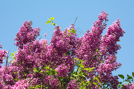 粉红色圆柱的开花枝植物花园衬套紫丁香生长花瓣玫瑰丁香花季节植物学图片