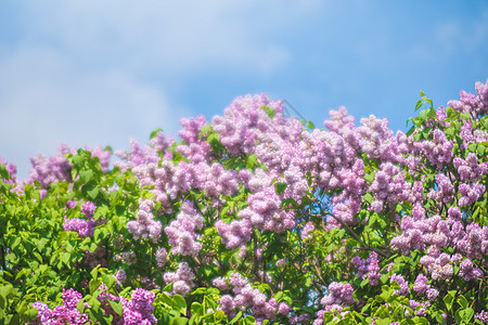 紫色圆柱的开花枝宏观植物群花园植物学衬套灌木叶子紫丁香园艺生长图片