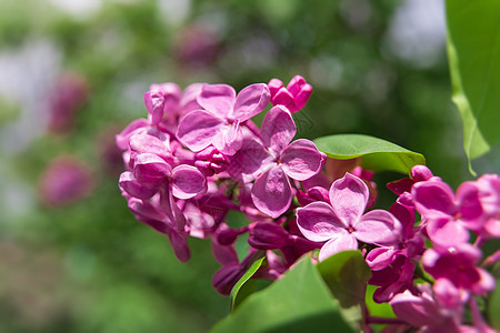 粉红色圆柱的开花枝植物紫丁香宏观玫瑰色植物群花园生长季节玫瑰植物学图片