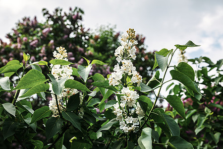 白边膜的开花枝宏观叶子花瓣衬套植物丁香花花园植物群生长园艺图片