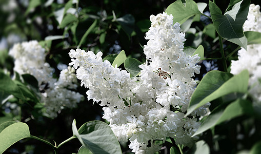 白边膜的开花枝生长叶子园艺宏观植物衬套花瓣植物学丁香花季节图片