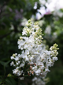 白边膜的开花枝丁香花紫丁香植物学花瓣园艺叶子植物群生长植物季节图片
