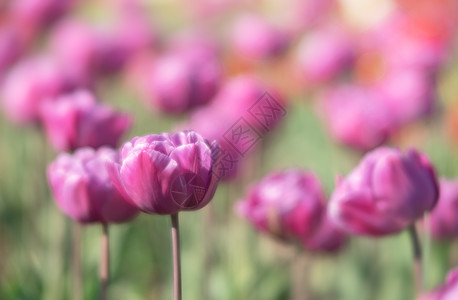 弹簧背景的滚动郁金香花卉风景花坛季节图案园艺花园植物植物群草地图片