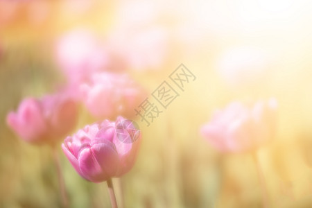 弹簧背景的滚动郁金香季节花卉橙子植物群公园花瓣园艺阳光场地草地图片