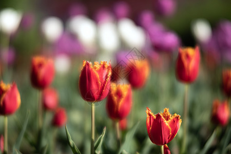 弹簧背景的滚动郁金香公园草地风景花坛花卉花瓣图案季节植物群植物图片