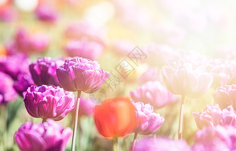 城里的郁金香风景花卉生长草地图案植物群阳光季节花瓣花园图片