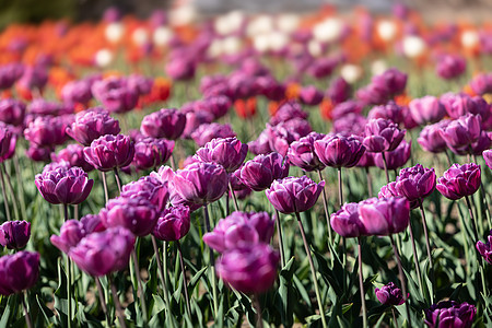 城里的郁金香植物群植物花坛绿色花瓣红色公园粉色紫色花园图片