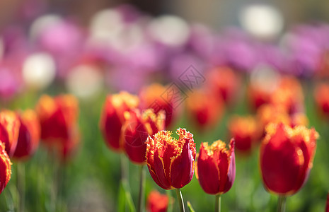 城里的郁金香颜色植物群绿色花朵花瓣花园黄色花坛公园场地图片