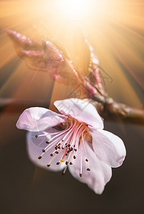 开花树花园园艺植物植物群公园花瓣季节宏观晴天叶子图片