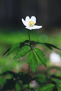 阿内蒙硅树木花野花野生动物旅行花园春林爬坡森林植物群荒野图片