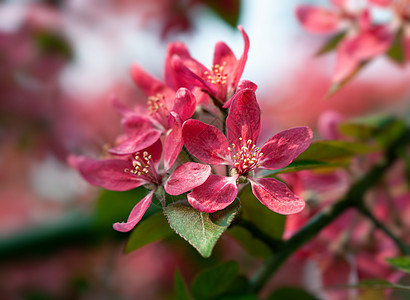 有粉红苹果花的分行叶子植物群季节植物花园苹果树果园花朵花瓣图片