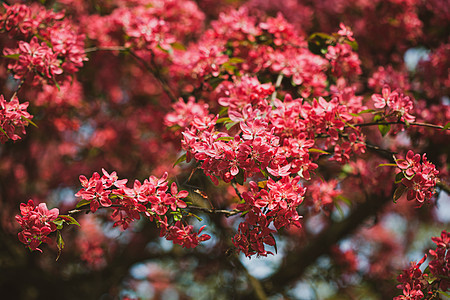 有粉红苹果花的分行花朵季节花瓣果园叶子花园苹果树植物植物群图片