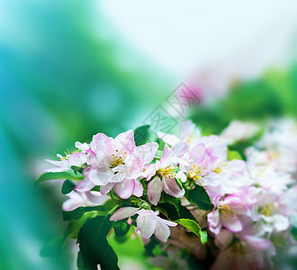 春花花公园花瓣芳香花园园艺植物粉色紫色环境宏观图片