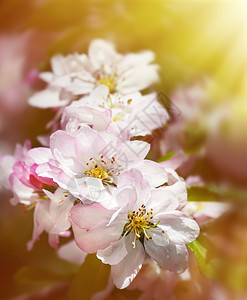 春花花公园花瓣紫色叶子红色园艺植物粉色芳香花园图片