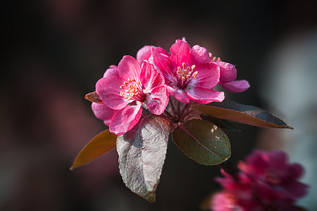 分处有春花花植物花园紫色叶子环境花瓣香气公园园艺粉色图片