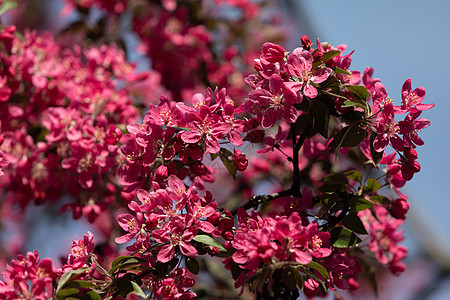 配有粉红苹果花的分处植物叶子苹果树季节花朵花园花瓣果园图片