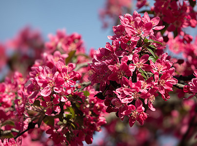 配有粉红苹果花的分处季节苹果树果园花朵花园叶子花瓣植物图片