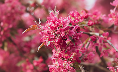 配有粉红苹果花的分处花朵植物花瓣果园苹果树季节叶子花园图片