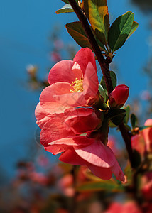 日美五花花季节花瓣生长植物群衬套宏观阳光背景花园太阳图片