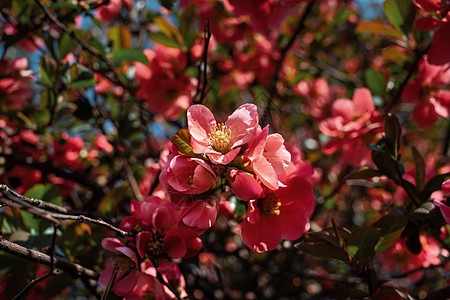 日美五花花背景花瓣植物群季节生长阳光宏观花园墙纸太阳图片