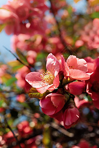 日美五花花阳光花园花瓣植物群生长墙纸太阳季节植物宏观图片