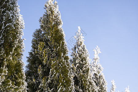 金钟柏树的绿叶在柔和的阳光下覆盖着霜 有雪的崖柏树枝 常绿针叶树 杜松树的一个分支在雪地里 冬天的背景公园植物群雪花叶子晴天木头图片