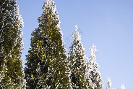 金钟柏树的绿叶在柔和的阳光下覆盖着霜 有雪的崖柏树枝 常绿针叶树 杜松树的一个分支在雪地里 冬天的背景公园植物群雪花叶子晴天木头图片