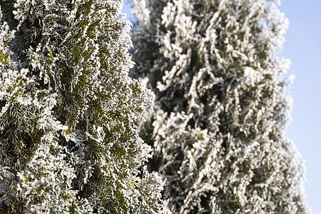 金钟柏树的绿叶在柔和的阳光下覆盖着霜 有雪的崖柏树枝 常绿针叶树 杜松树的一个分支在雪地里 冬天的背景公园天气衬套森林针叶植物花图片