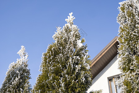 Thuja树的绿叶在房子附近被霜冻和阳光柔软覆盖 Thuja 树上布有雪 长青花岗树 雪中一棵小树枝 冬季背景针叶树季节植物学公图片